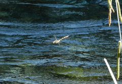 Cordulegaster insignis