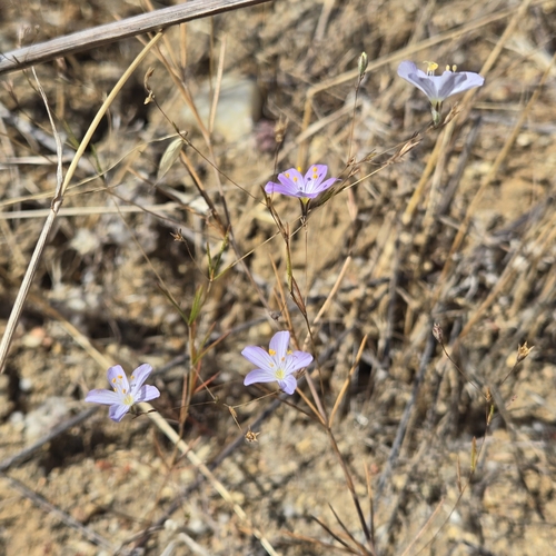 Image of Flax-Flowered Linanthus (Leptosiphon liniflorus) by no rights reserved