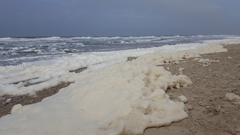 Phaeocystis