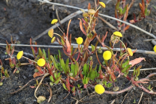 Cotula coronopifolia