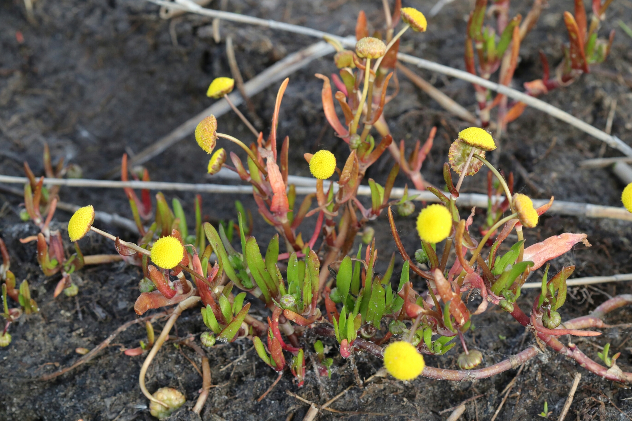 Cotula coronopifolia
