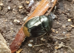Legnotus limbosus