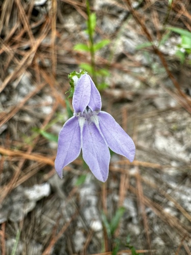 Foldear Lobelia (Lobelia flaccidifolia)