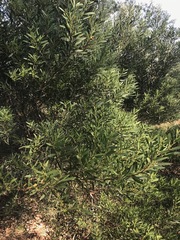 Acacia longifolia