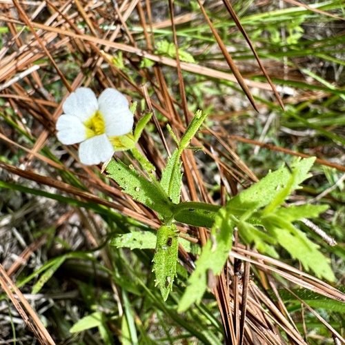 Sticky hedge hyssop (Gratiola brevifolia)