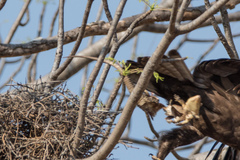 Broadleysaurus major