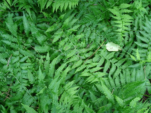 Image of Coryphopteris simulata by no rights reserved