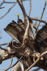 Broadleysaurus major