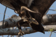 Broadleysaurus major