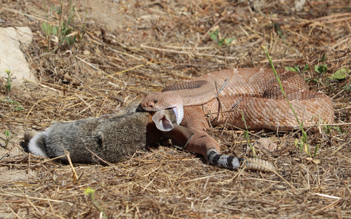 Western Diamondback Rattlesnake (Crotalus atrox)