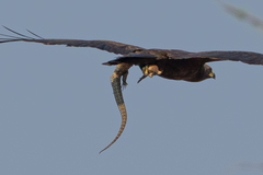 Broadleysaurus major