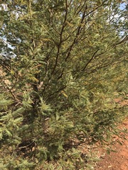 Acacia dealbata