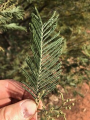 Acacia dealbata