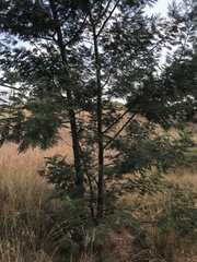 Acacia mearnsii
