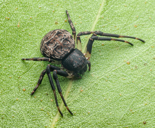 Cymbacha striatipes