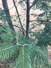 Acacia mearnsii