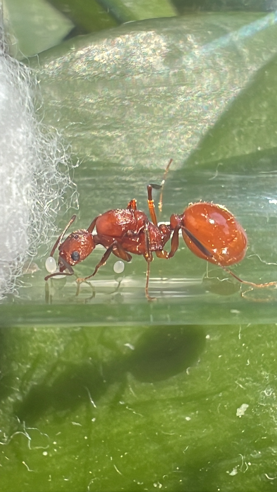 Aphaenogaster punctaticeps