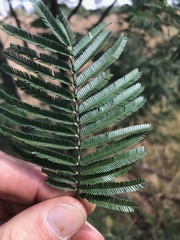 Acacia mearnsii