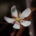 Drosera nana - Photo (c) Zig, some rights reserved (CC BY-NC-ND), uploaded by Zig