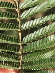 Acacia mearnsii