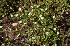 Arenaria leptoclados