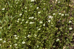 Arenaria leptoclados