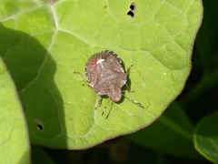 Dyroderes umbraculatus