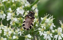 Stratiomys singularior