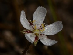 Drosera nana