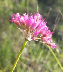 Allium amplectens