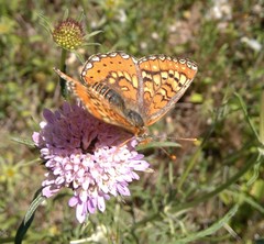 Euphydryas desfontainii