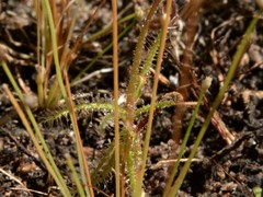 Drosera nana