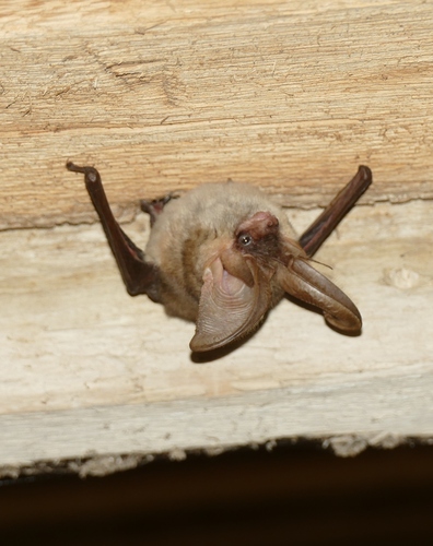 Grey Long-eared Bat, Île-de-France, FR, photo 8 of 10