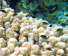 Chromis flavaxilla