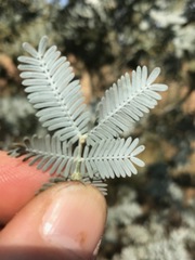 Acacia baileyana