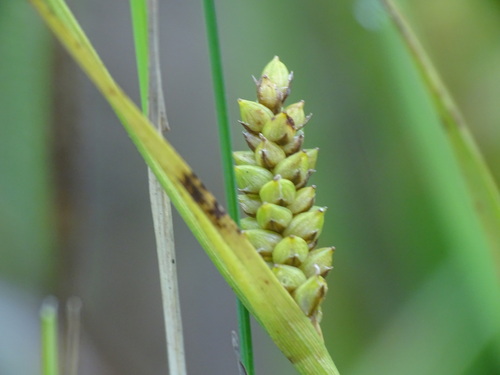 Image of Carex crawei by no rights reserved