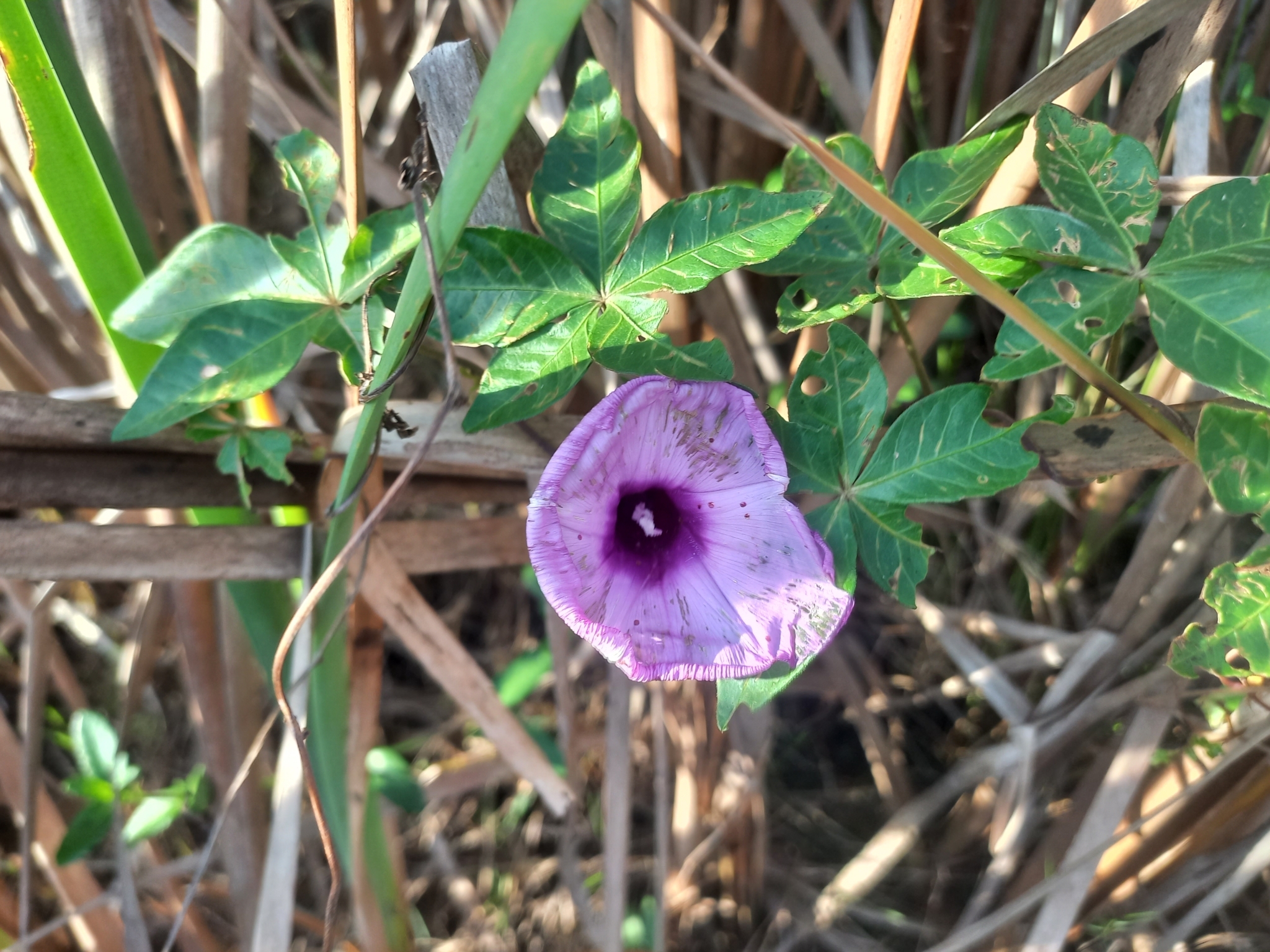 Ipomoea cairica