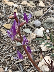 Astragalus inyoensis