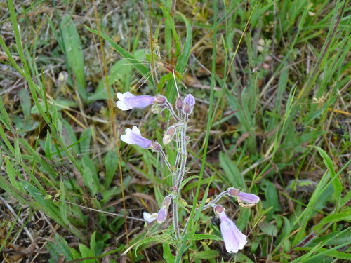 Image of Penstemon hirsutus by no rights reserved