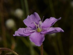 Drosera serpens