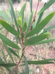 Acacia longifolia