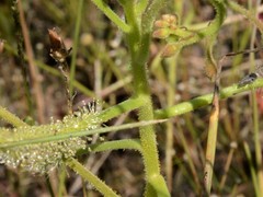 Drosera serpens