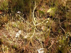 Drosera serpens