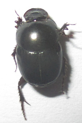 Euonthophagus carbonarius