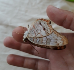 Anartia jatrophae