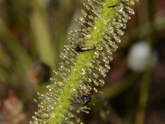 Drosera serpens