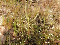 Drosera serpens