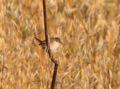 Prinia gracilis