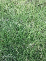 Cenchrus clandestinus