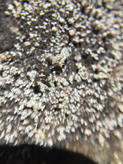 Cladonia cariosa